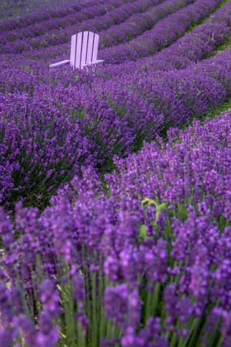 La Casa Della Lavanda Borgo Adorno Exterior foto